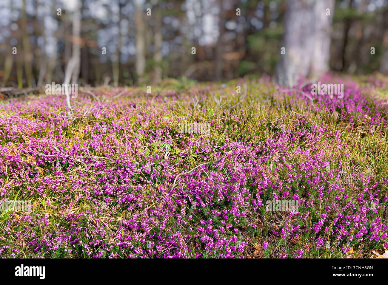Lila gemeine Heidekraut-Blüten bedecken das Waldunterholz und schaffen eine lebendige Farb- und Schönheit in der Natur Stockfoto