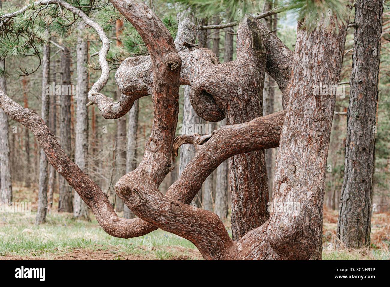 Verdrehte Äste, die eine tanzende Form in einem Wald erzeugen und die Schönheit und ungewöhnliche Wachstumsmuster der Natur zeigen Stockfoto