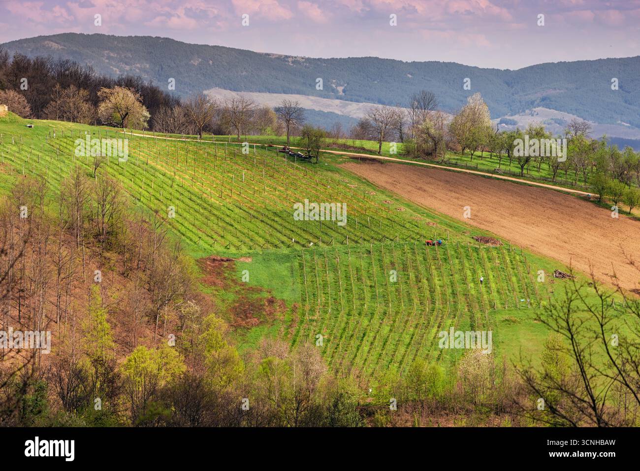 Im Frühling arbeiten die Bauern in Weinbergen über wunderschöne Hügel, mit lebhaften Kulturen und üppigem Grün Stockfoto