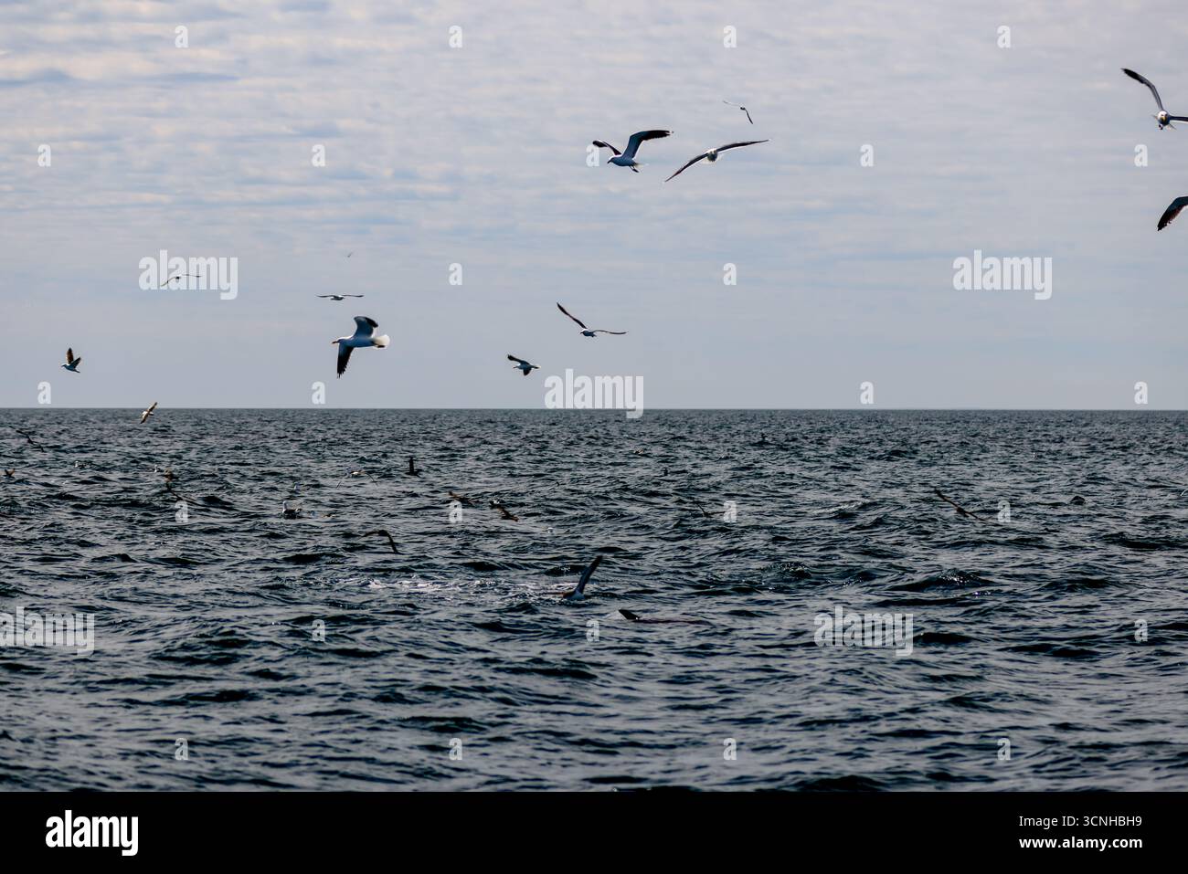 Eine Schar Seevögel schwingt über dem Südatlantik vor der patagonischen Küste, gefangen in Bewegung unter einem weichen, bewölkten Himmel. Stockfoto