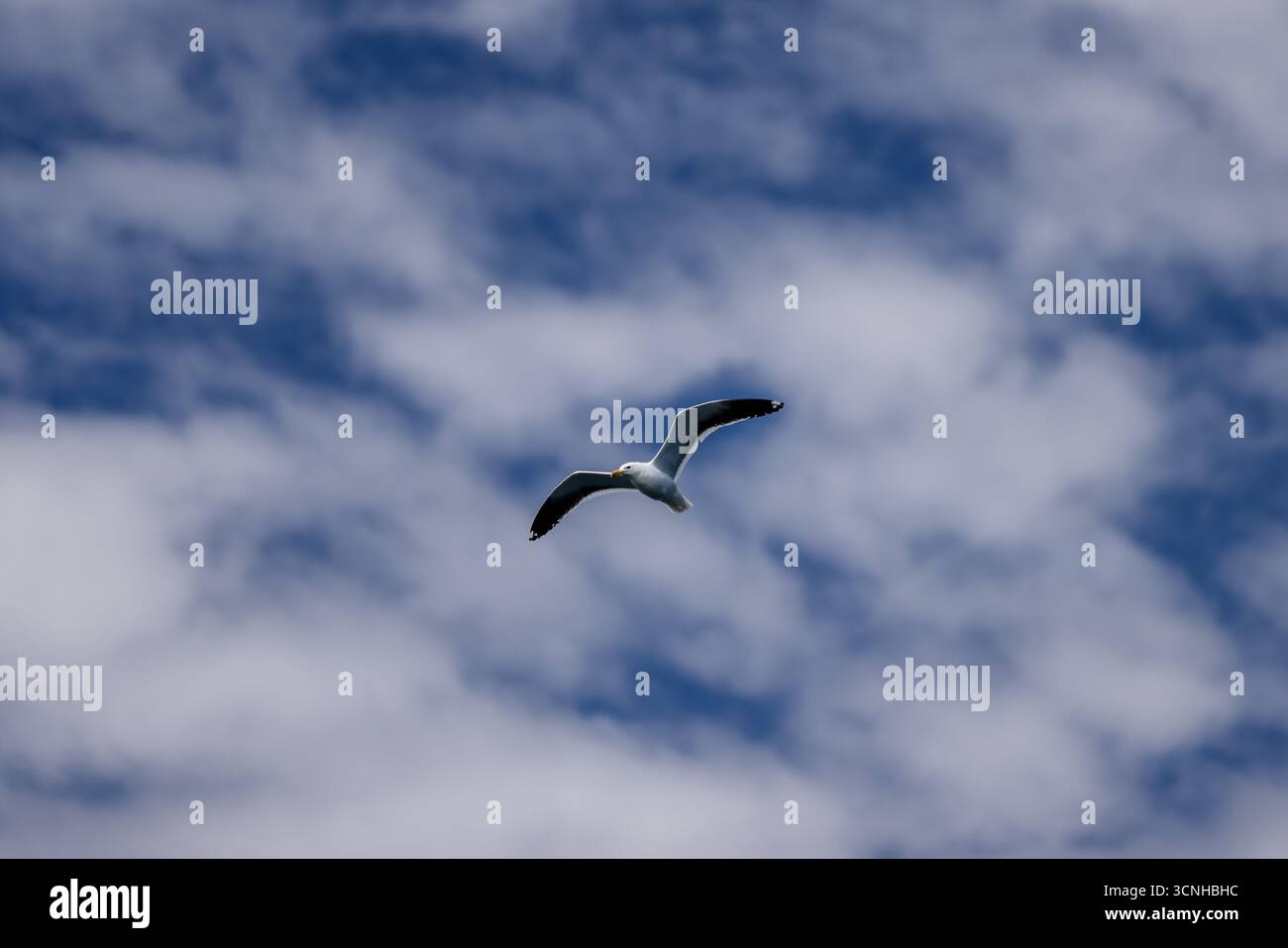 Eine Schar Seevögel schwingt über dem Südatlantik vor der patagonischen Küste, gefangen in Bewegung unter einem weichen, bewölkten Himmel. Stockfoto