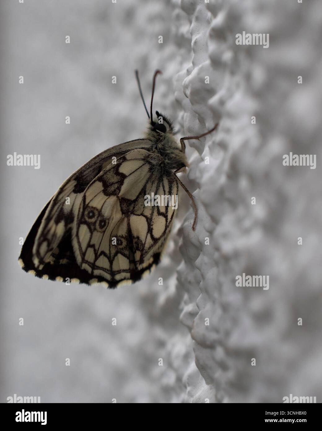 Schmetterling an der Wand Stockfoto