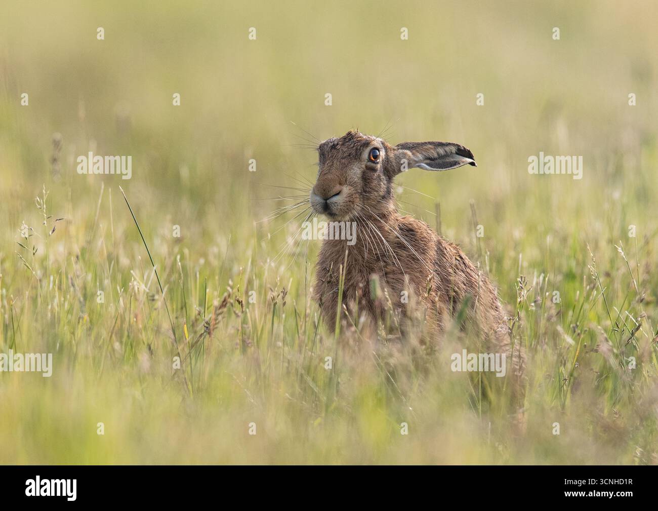Grüntöne. Eine detaillierte Nahaufnahme eines wunderschönen Braunen Hasen (Lepus europaeus) im langen Gras im frühen Morgenlicht. Suffolk UK Stockfoto