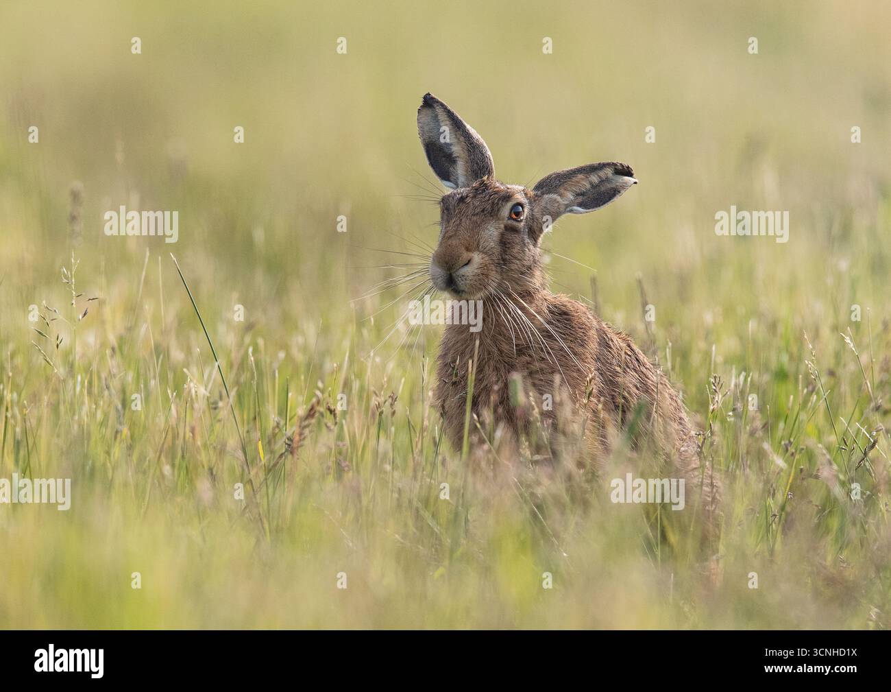 Was für ein Charakter. Ein fauler Hase (Lepus europaeus) mit Orangenauge, super-Whisker, die einfach zwischen den Gräsern chillen. Suffolk, Vereinigtes Königreich . Stockfoto