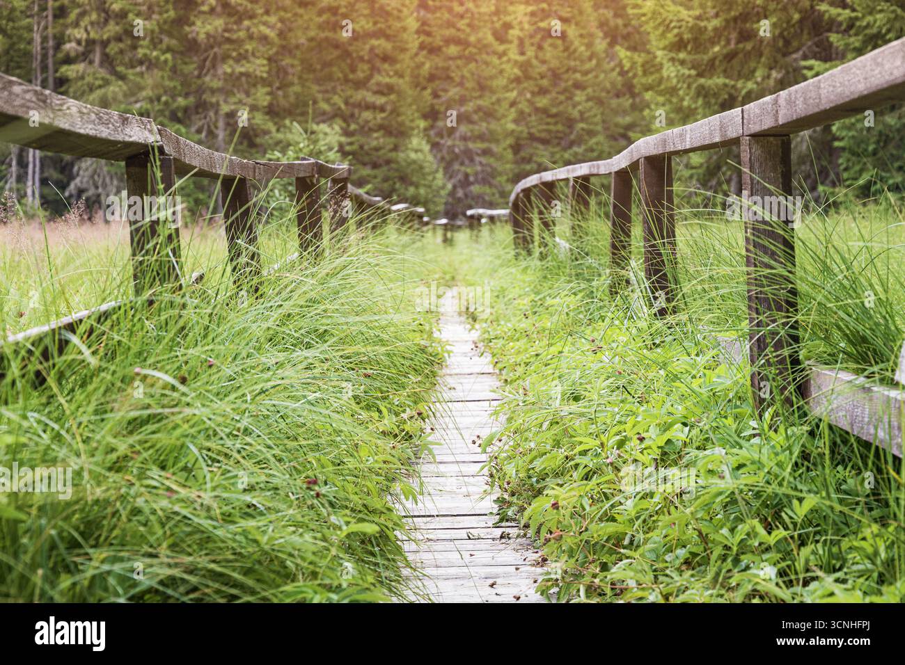 Der Holzpfad schlängelt sich durch üppiges grünes Gras und dichten Wald und bietet einen ruhigen Pfad in die Natur Stockfoto
