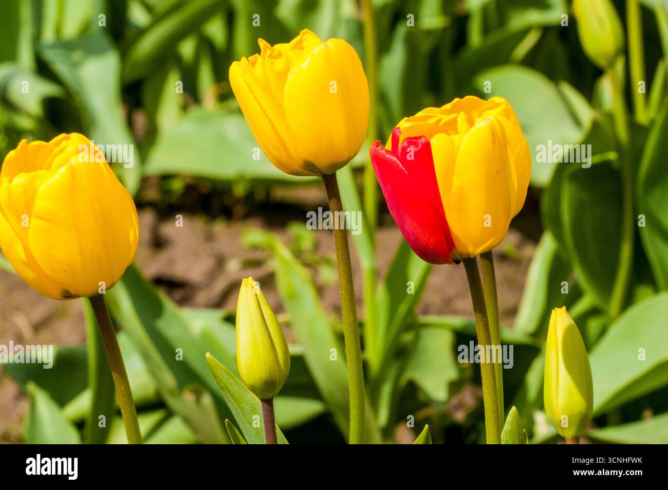 Tulpen (Tulipa suaveolens) im Skagit Valley Tulip Festival, Mount Vernon, Washington, USA. Stockfoto