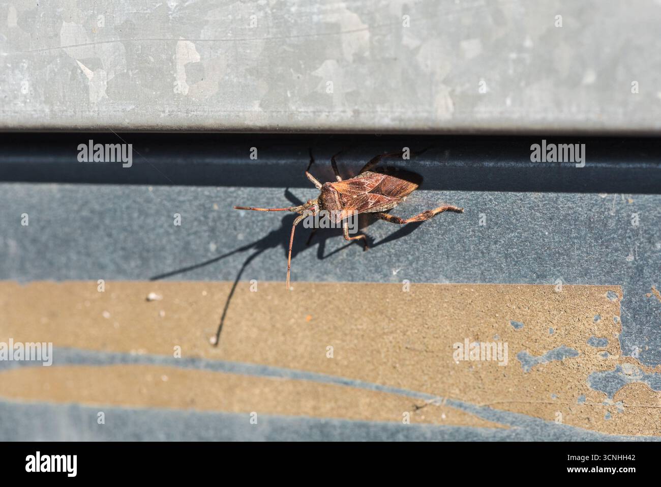 Westlicher Konifer Seed Bug (Leptoglossus occidentalis) an der Longcross Station in Surrey – ein amerikanischer Migrant, der nach Großbritannien eingeführt wurde Stockfoto