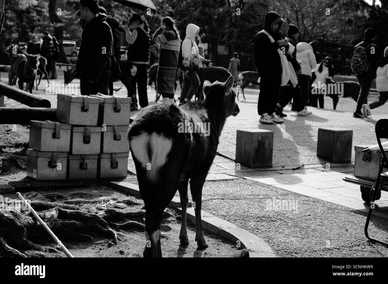 Ein Hirsch steht in der Nähe der Besucher im Nara Park und beobachtet die lebhafte Menge, während sich die Menschen versammeln und mit den frei herumlaufenden Tieren interagieren Stockfoto