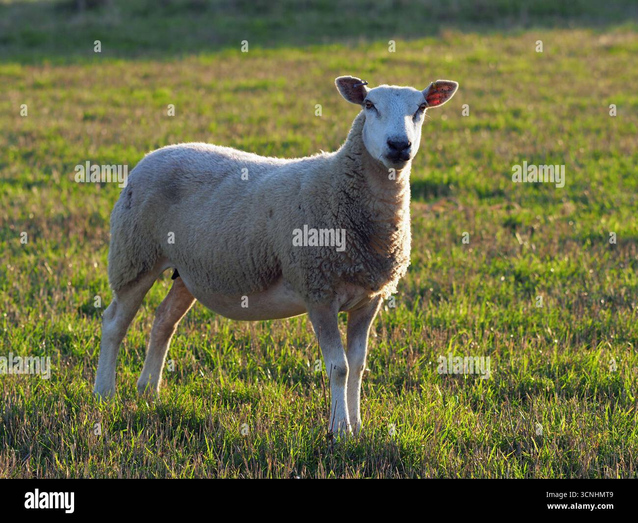 Britische weiße Schafe weiden in der Sommerabendsonne Stockfoto