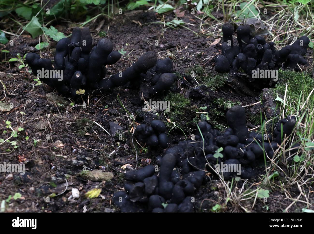 Die Finger des Toten, Xylaria polymorpha, Xylariaceae. UK. Xylaria polymorpha, auch bekannt als Dead man's Fingers, ist ein kosmopolitischer saprobischer Pilz. Stockfoto