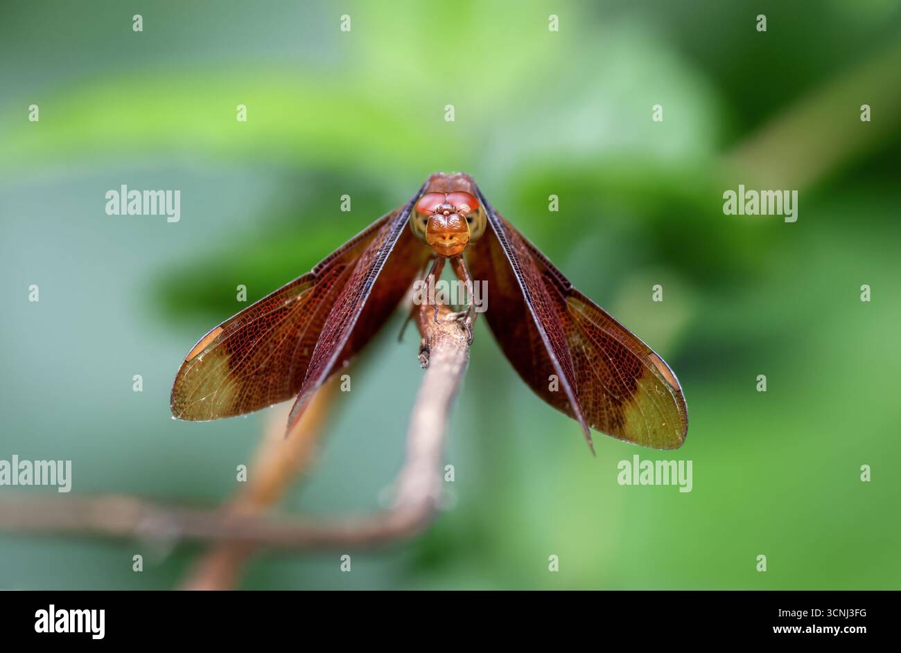 Wunderschöne Libelle auf Zweig im natürlichen Hintergrund. Dieses Foto wurde aus Bangladesch aufgenommen. Stockfoto