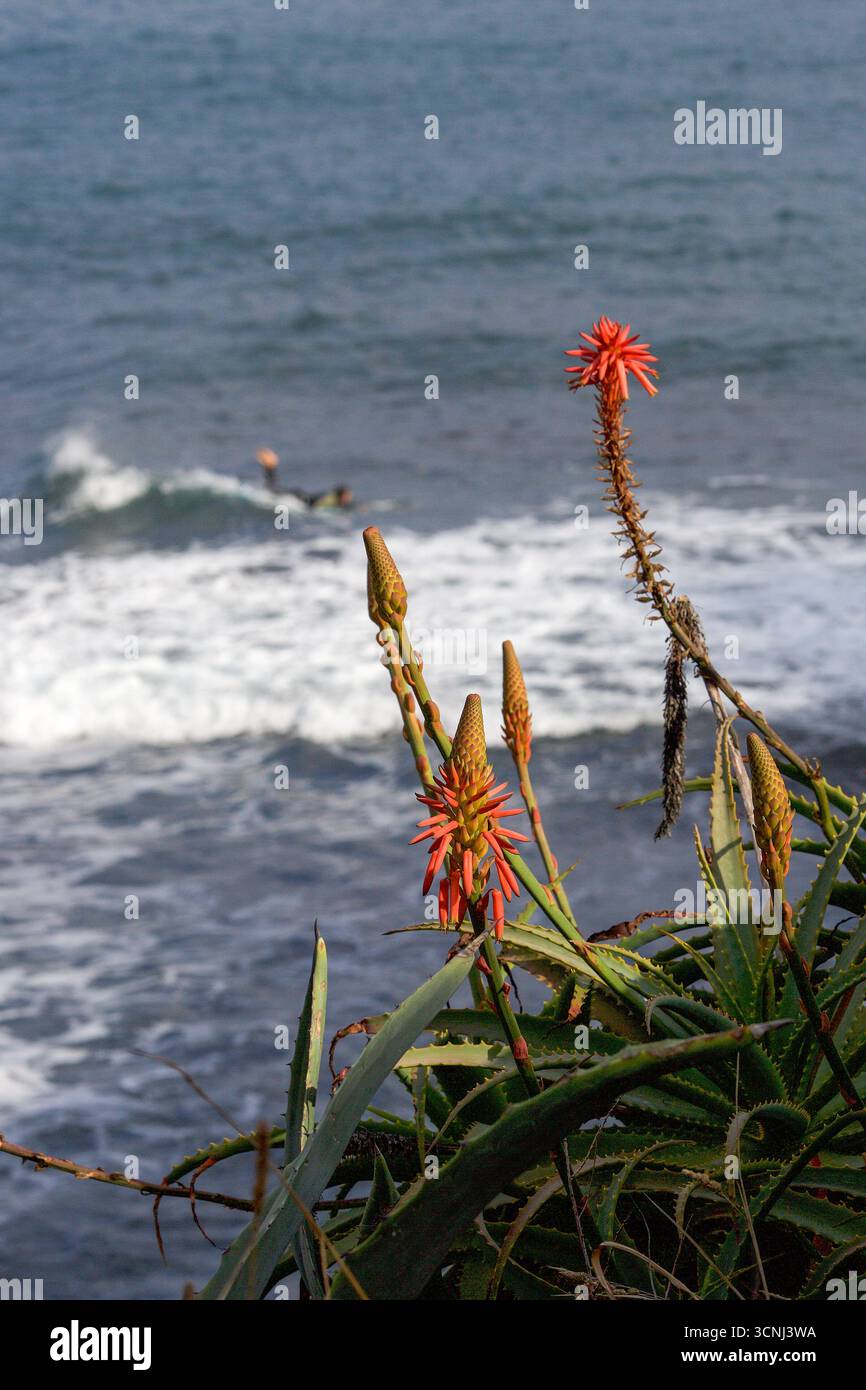 Madeira Island, Nordatlantik Stockfoto