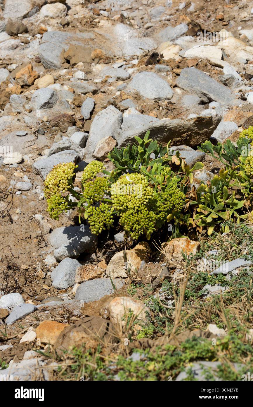 Madeira Island, Nordatlantik Stockfoto