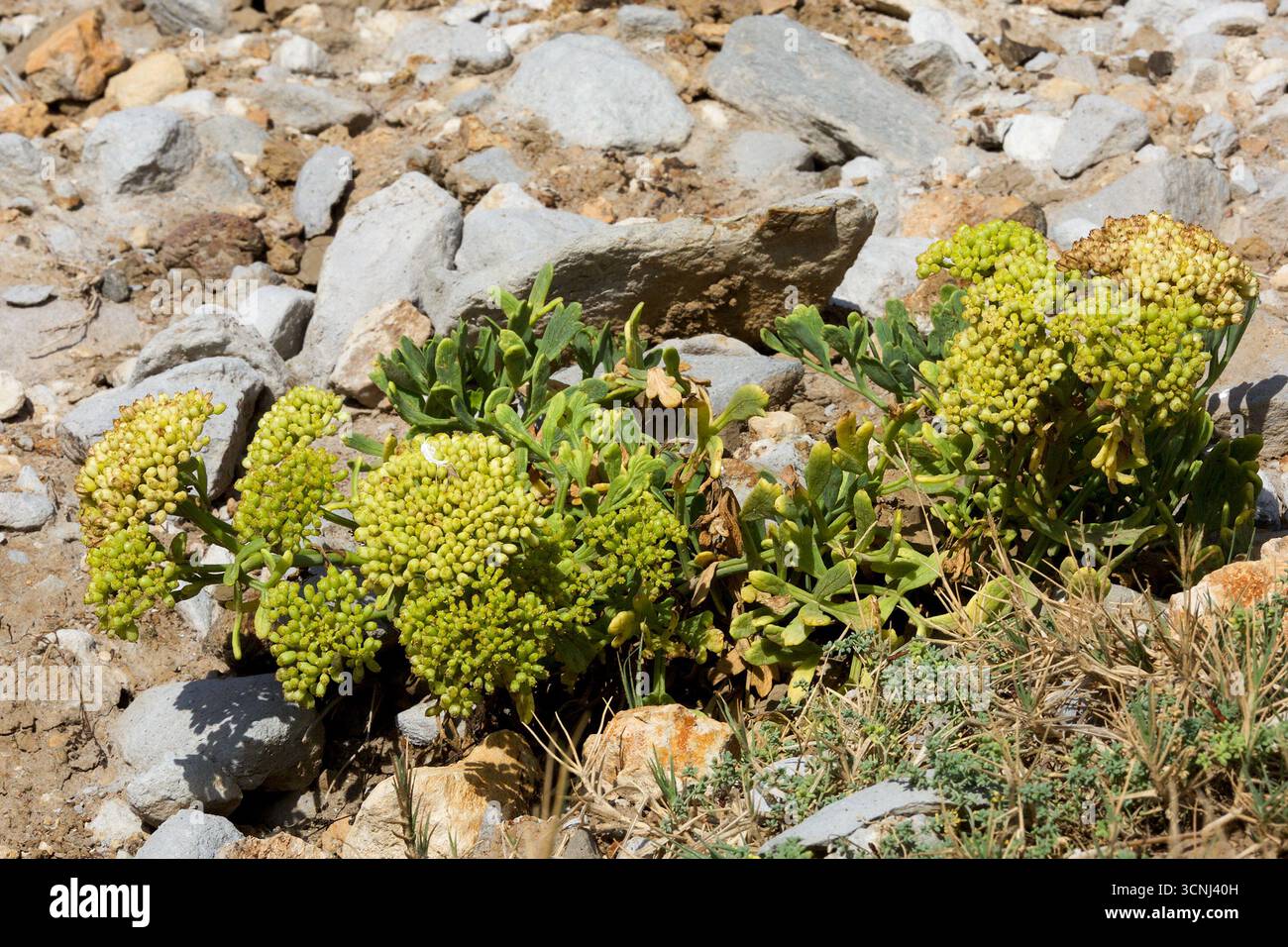 Madeira Island, Nordatlantik Stockfoto