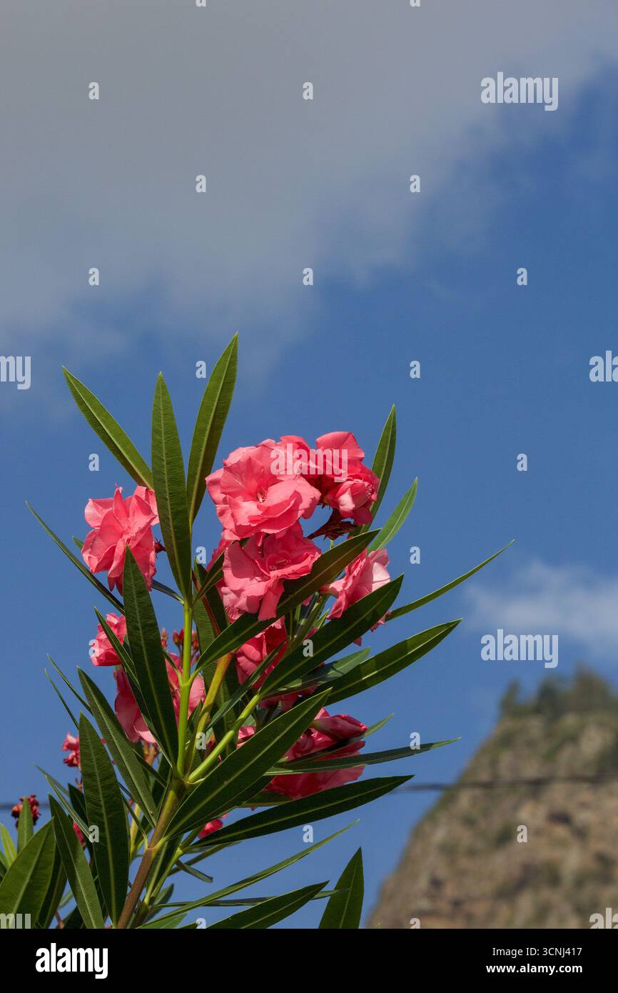 Madeira Island, Nordatlantik Stockfoto