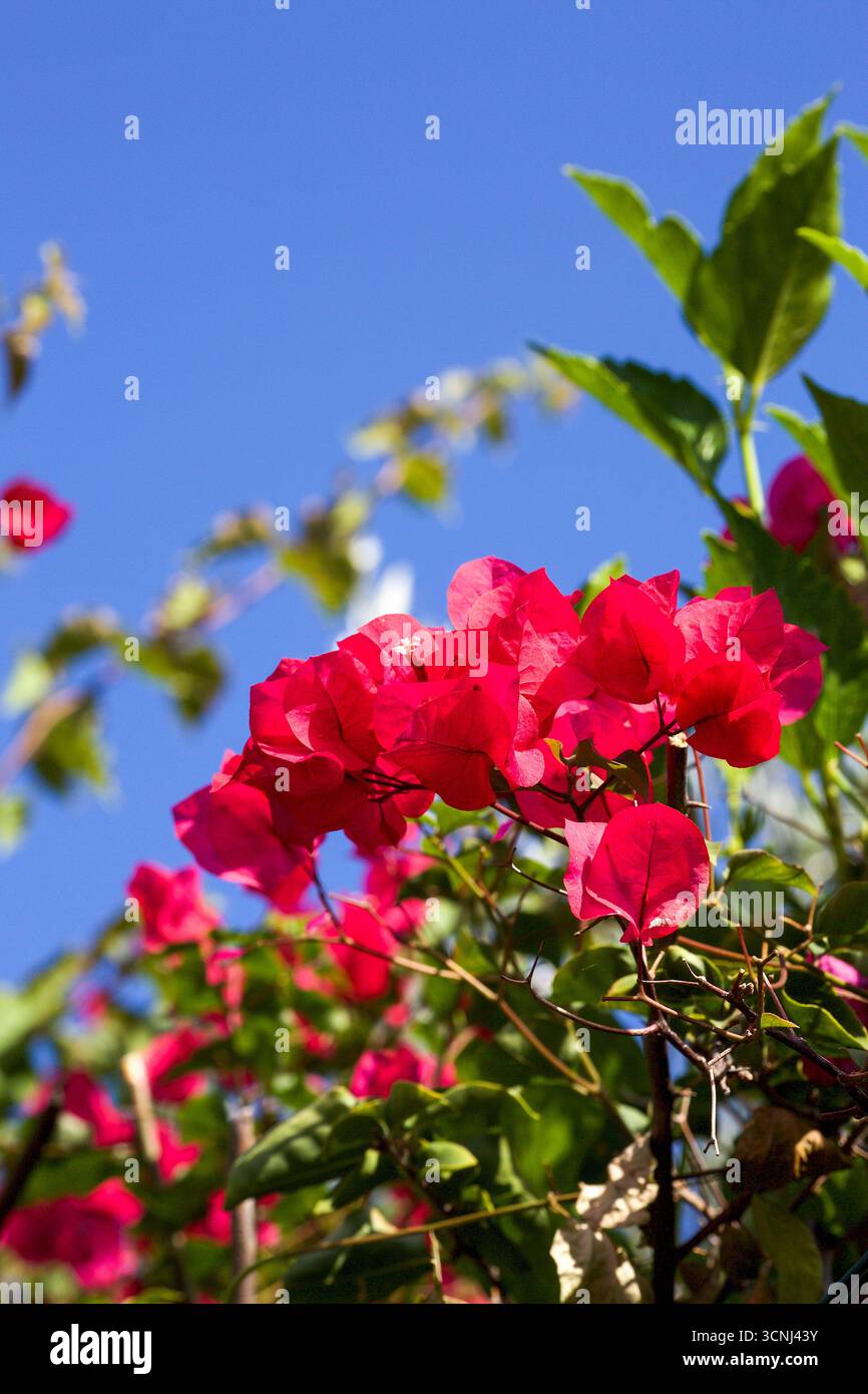 Madeira Island, Nordatlantik Stockfoto
