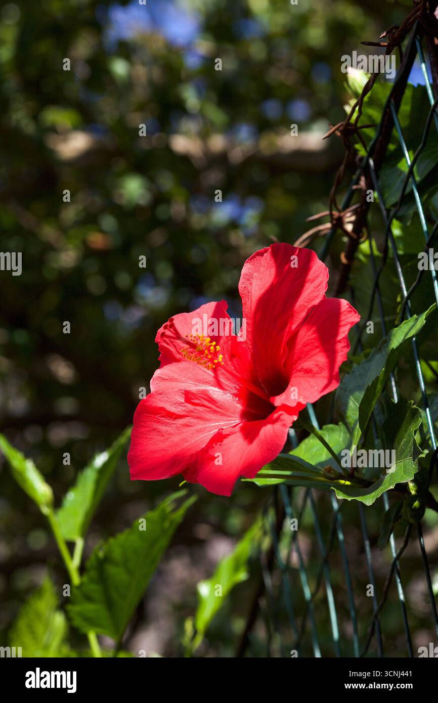 Madeira Island, Nordatlantik Stockfoto