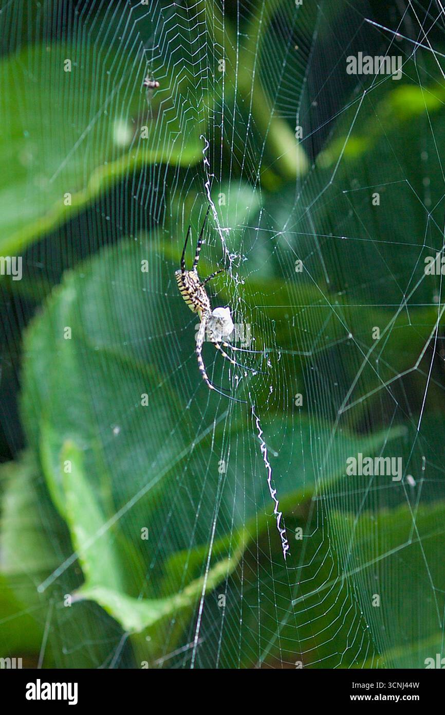 Madeira Island, Nordatlantik Stockfoto