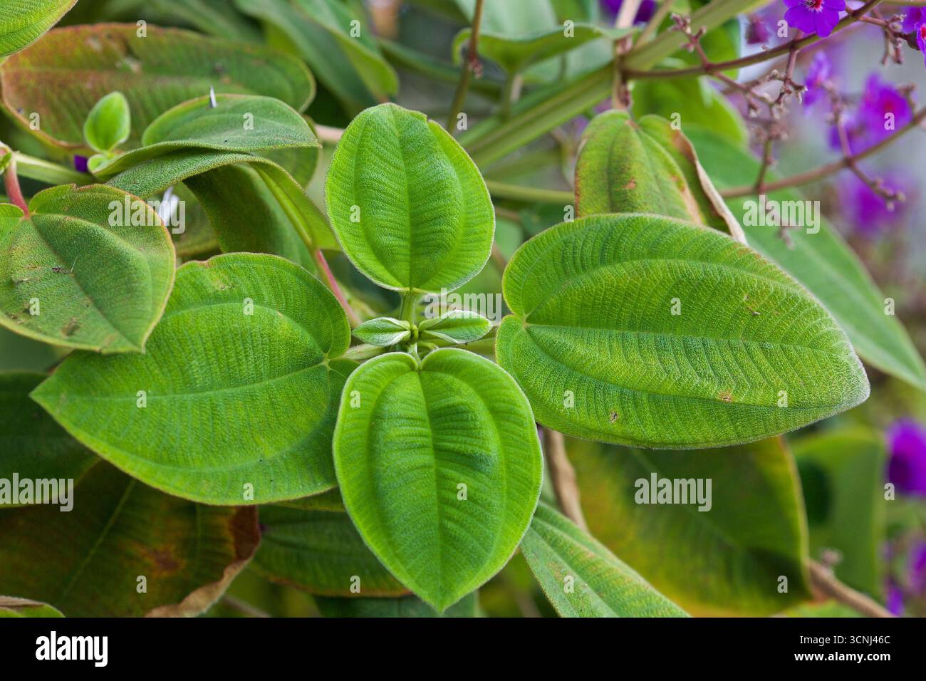 Madeira Island, Nordatlantik Stockfoto