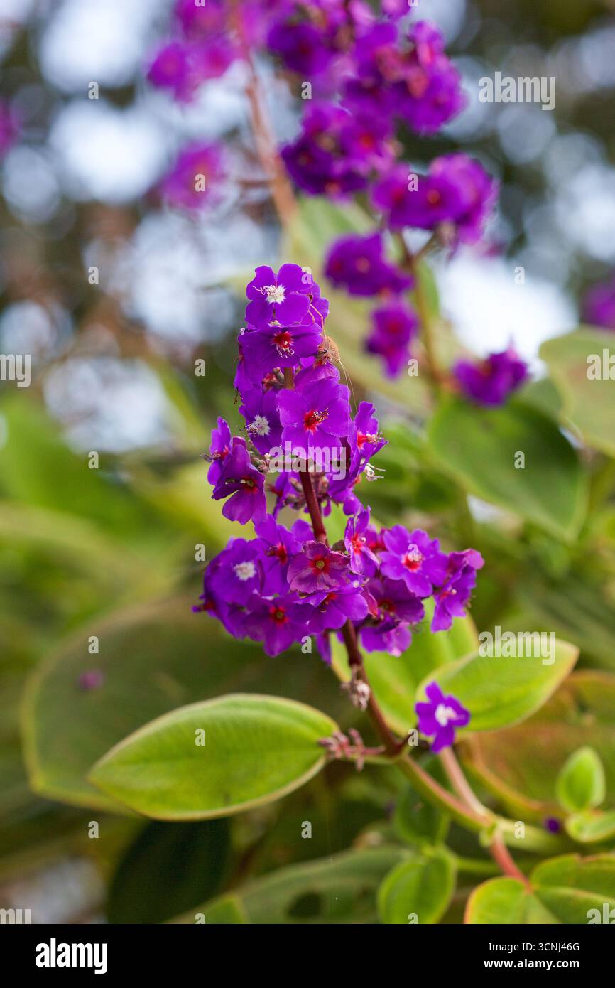 Madeira Island, Nordatlantik Stockfoto