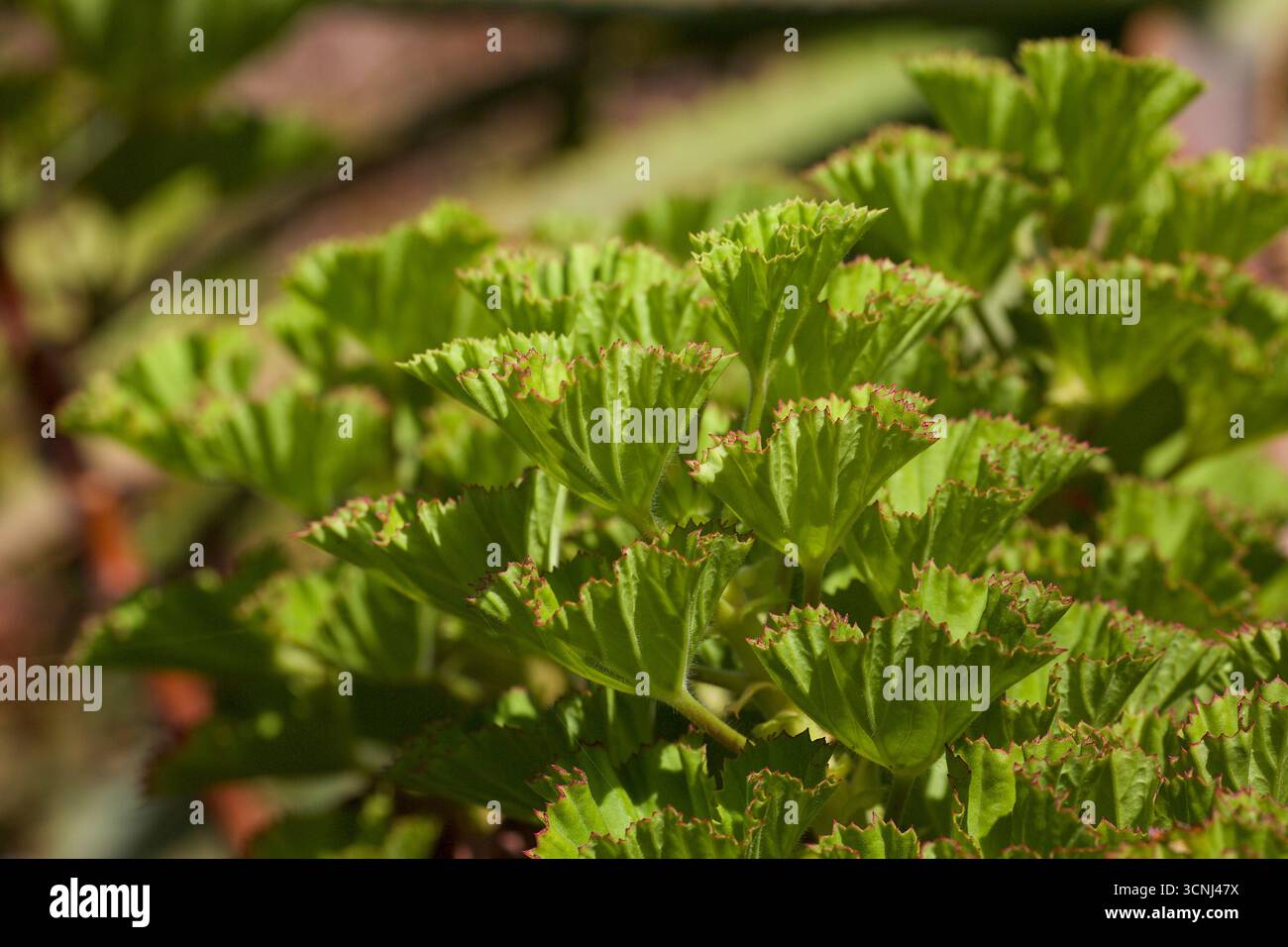 Madeira Island, Nordatlantik Stockfoto