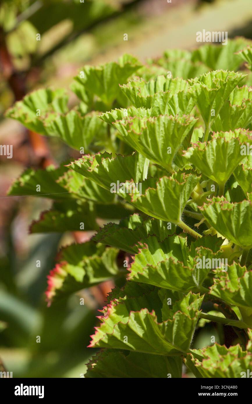Madeira Island, Nordatlantik Stockfoto