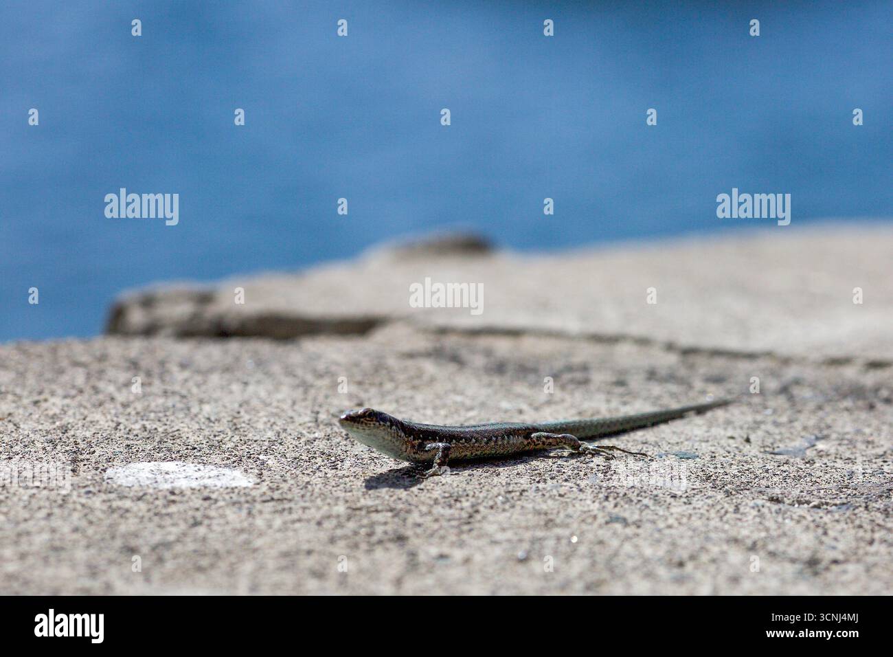 Madeira Island, Nordatlantik Stockfoto