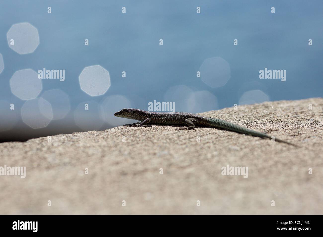 Madeira Island, Nordatlantik Stockfoto
