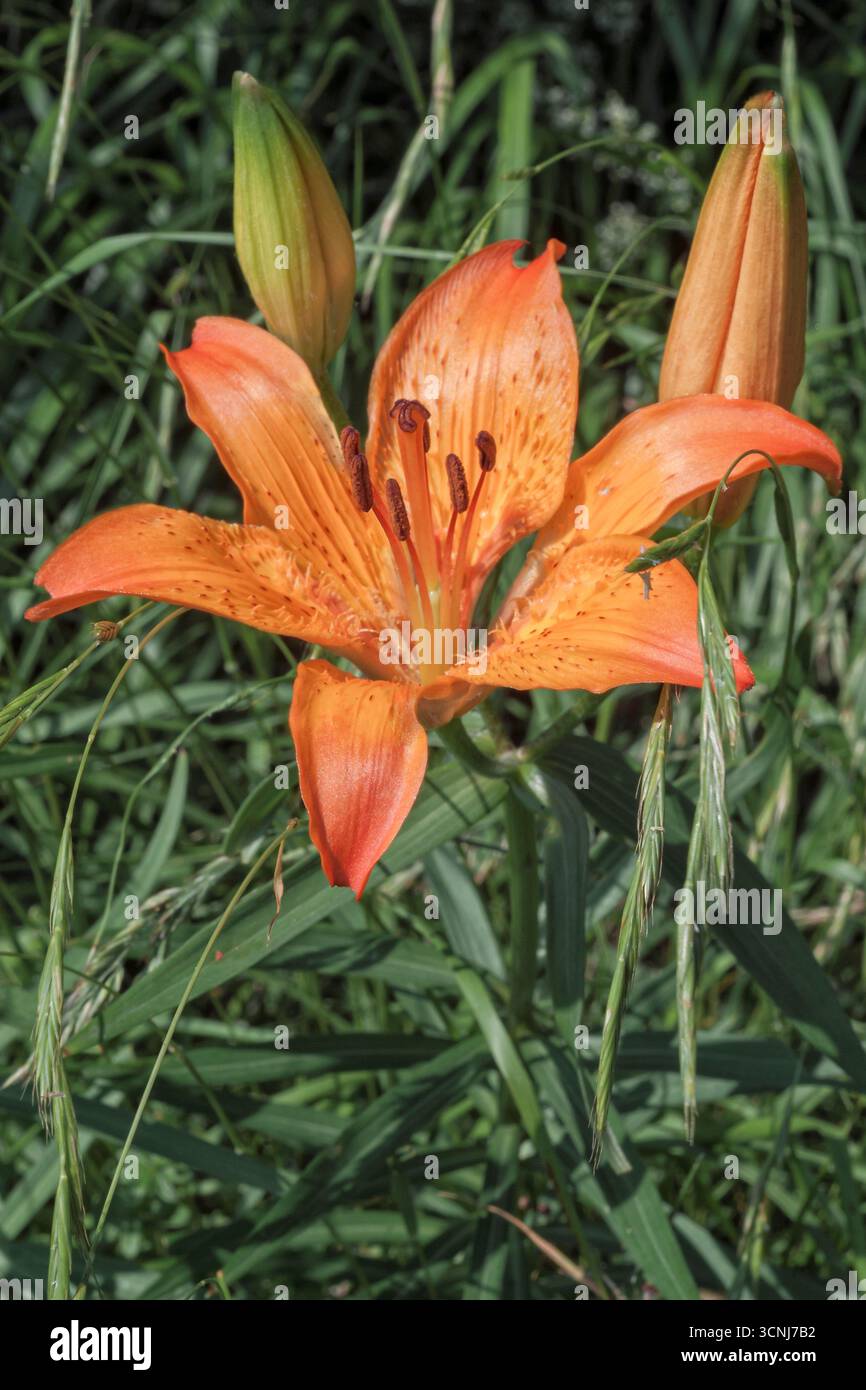 Orangenlilie (Lilium bulbiferum), Liliaceae. Krautige Staude, Wildpflanze, Orangenblüte. Stockfoto