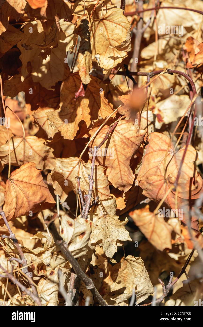 Detaillierte Makroansicht trockener Herbstblätter in Orange- und Brauntönen, die einen strukturierten natürlichen Hintergrund bilden, der die Schönheit des saisonalen C unterstreicht Stockfoto