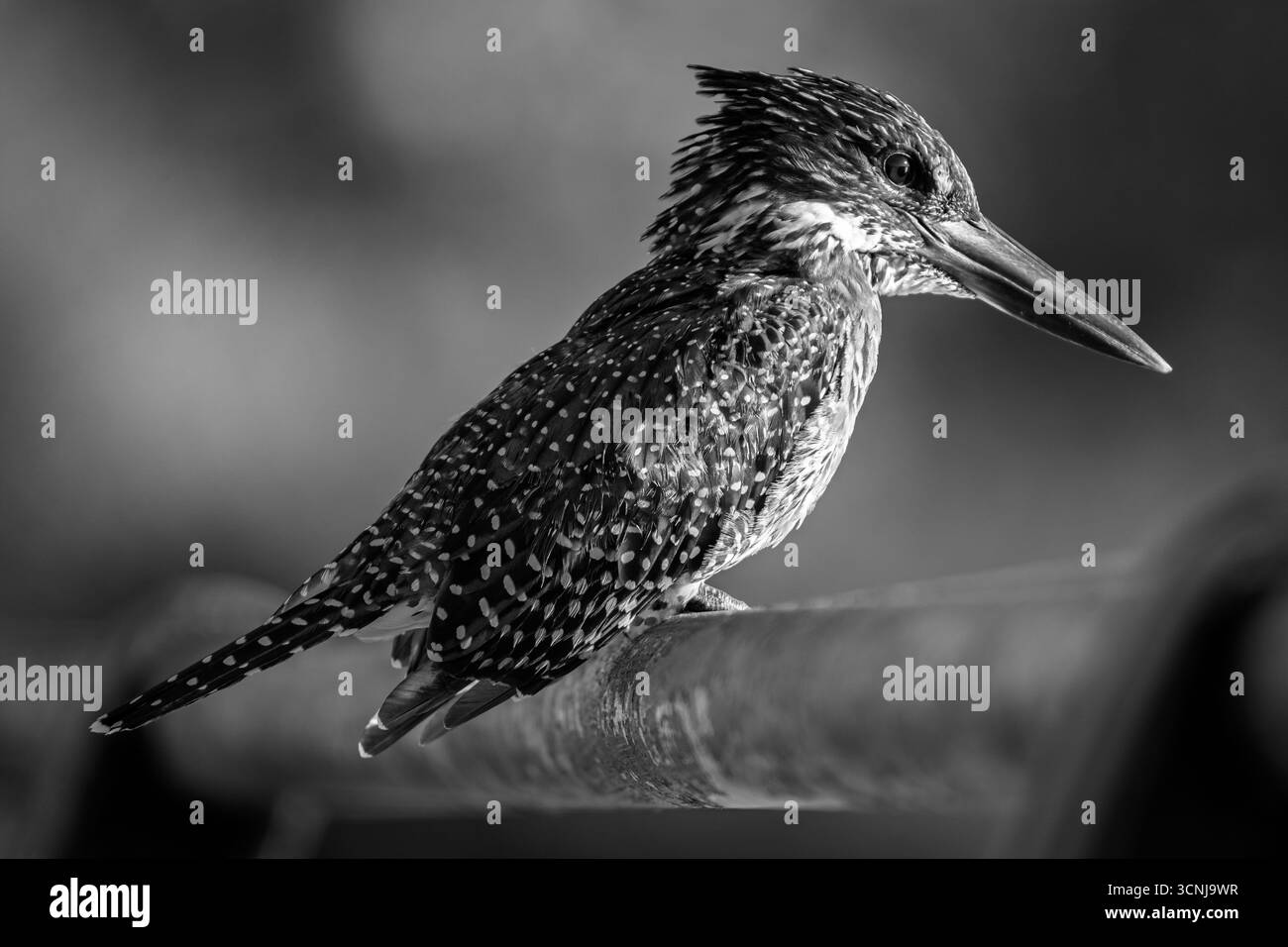 Schwarz-weiß-Porträt eines Rieseneisvogels in Südafrika. Das gefleckte Gefieder, der scharfe Schnabel und der intensive Blick fesseln die raue Eleganz der Wildnis. Stockfoto