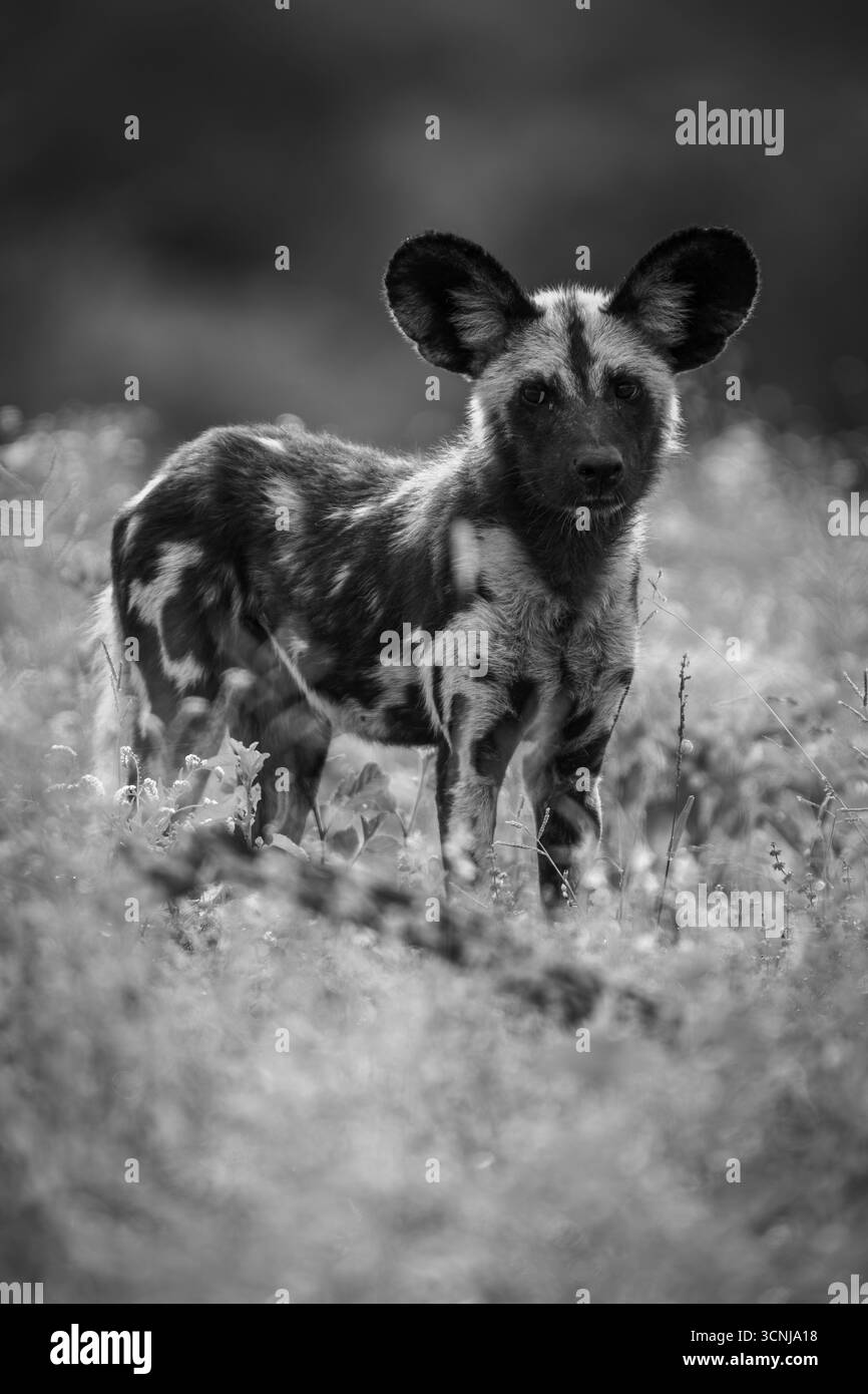 Schwarz-weiß-Porträt eines afrikanischen Wildhundes in Kruger. Der aufmerksame Blick und die einzigartigen Fellmuster spiegeln den Geist der ungezähmten Savanne wider. Stockfoto