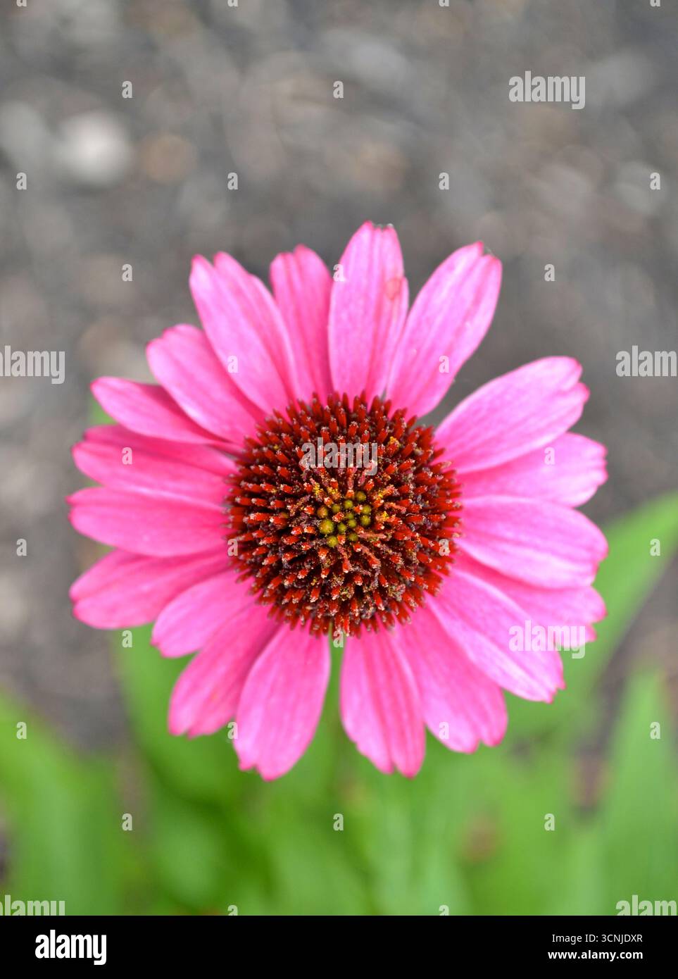 Blick von oben und Nahaufnahme einer Echinacea-Blume (violette Koneflume, Echinacea purpurea) aus einem Garten in Kanada. Stockfoto
