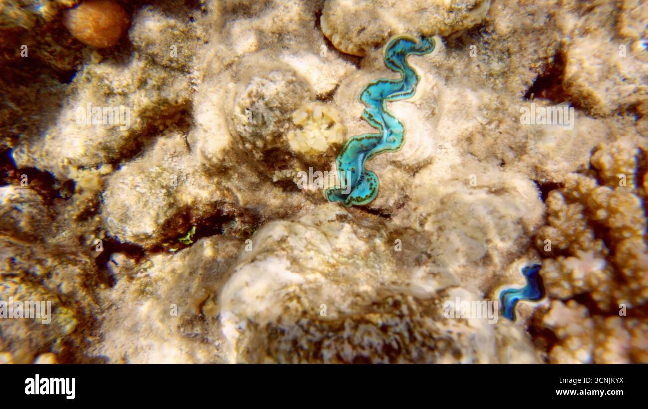 Unterwasserlandschaft am Korallenriff im Roten Meer, Scharm el Sheikh, Südsinai, Ägypten, mit einer typischen Tridacna aus dem Roten Meer Stockfoto Unterwasserlandschaft am Korallenriff im Roten Meer, Scharm el Sheikh, Südsinai, Ägypten, mit einer typischen Tridacna aus dem Roten Meer Stockfoto