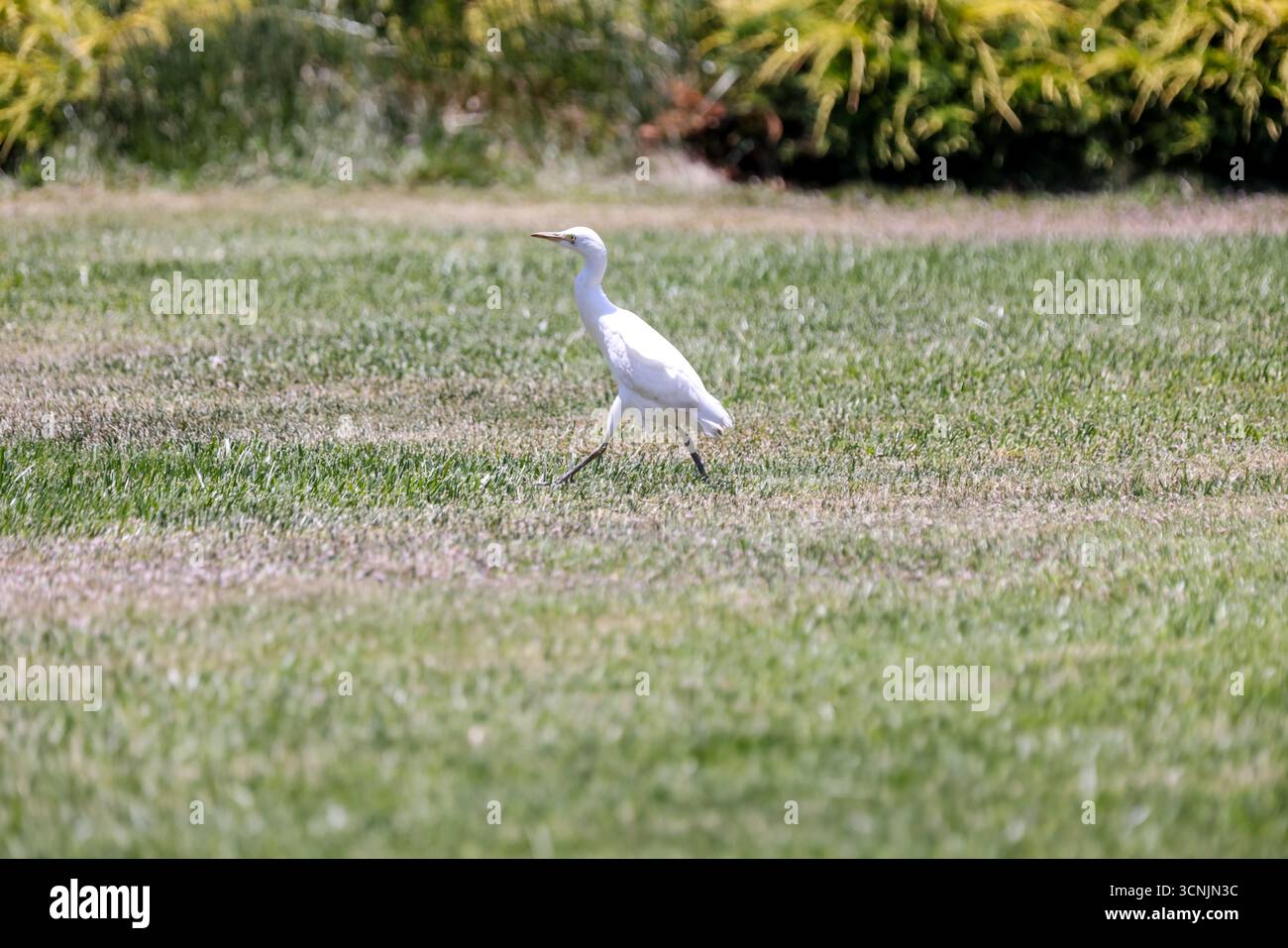 Ein schneebedeckter Reiher (Egretta thula) streift über das sonnendurchflutete Gras eines chilenischen Weinguts, eingerahmt von landschaftlichem Grün und Sommerwärme. Stockfoto