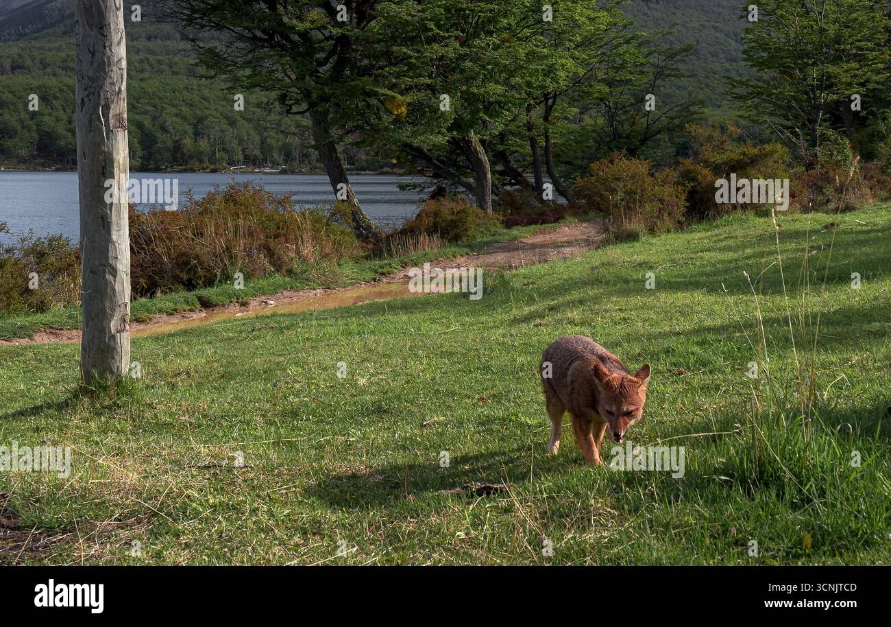 Nahaufnahme wilder Rotfuchs in einem Bergwald, Tolhuin, Patagonien Argentinien Stockfoto
