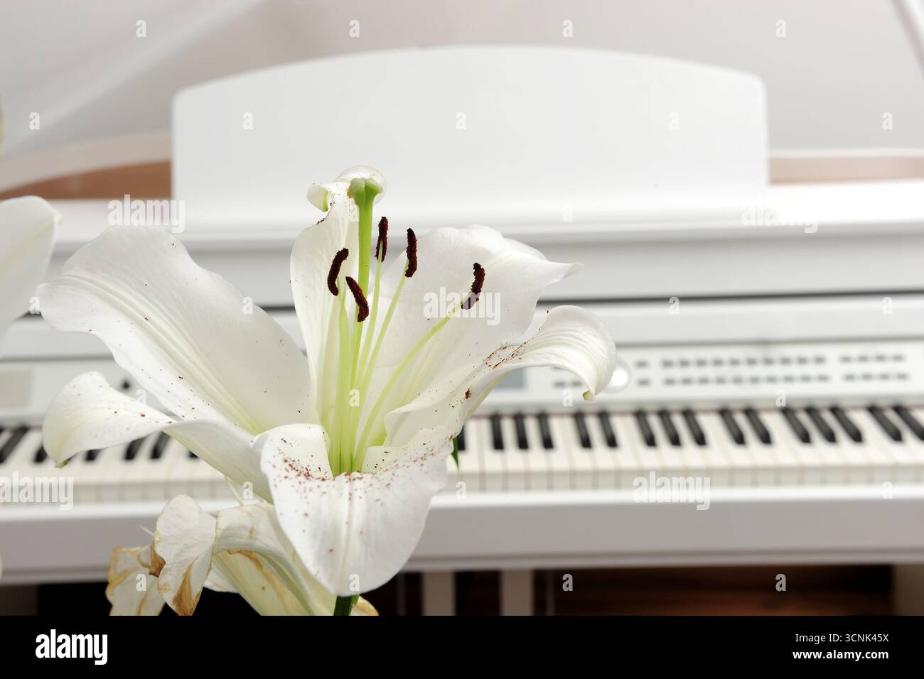 Musikunterricht, Musik lernen, magische Musik, Musik lernen, Musik kopieren, Musik-Heimtherapie, Klavier, Lifestyle-Musik Zuhause, Stockfoto