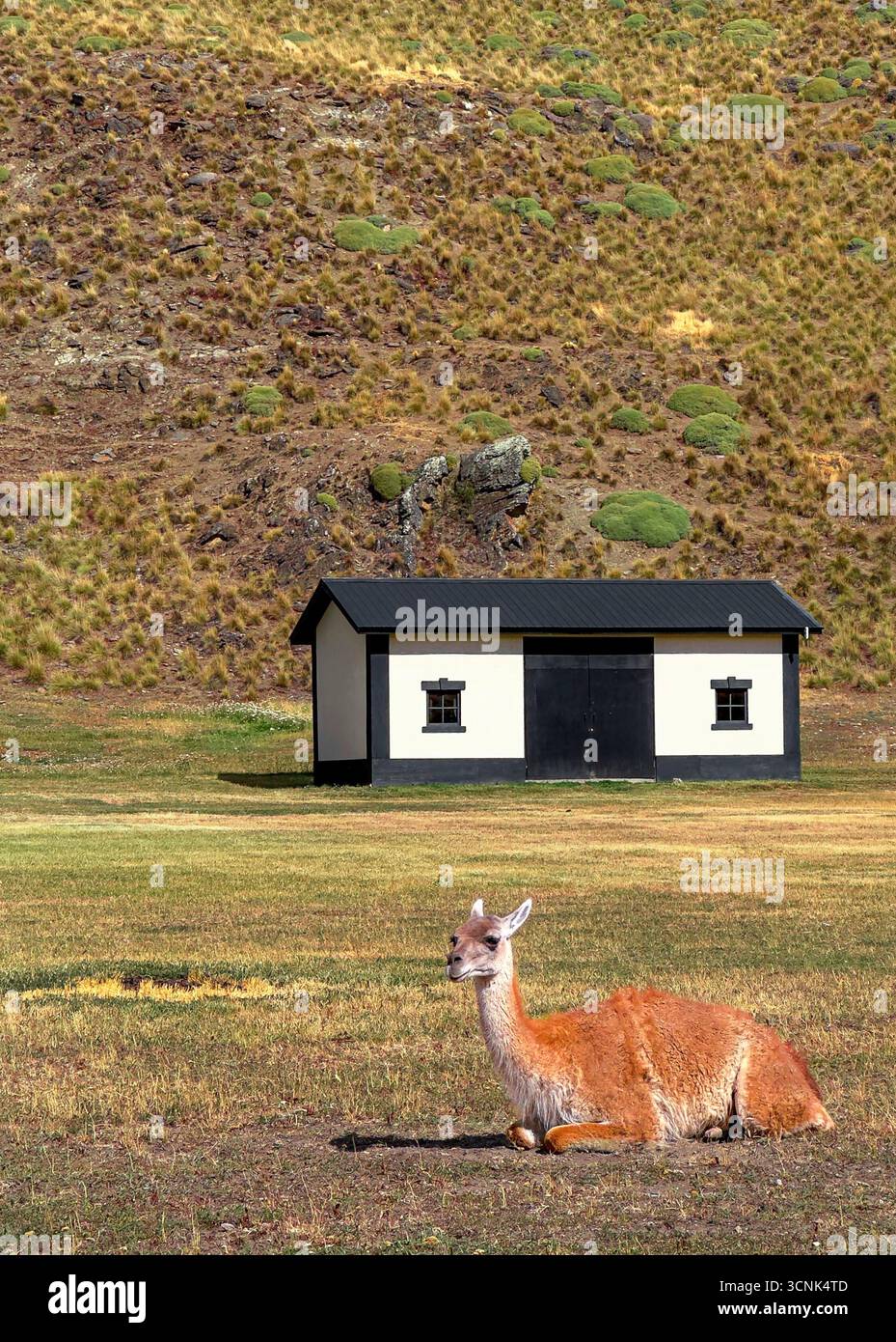 Guanaco sitzt ruhig im Gras, mit einem Gebäude im Hintergrund. Cochrane, Chilenisches Patagonien Stockfoto