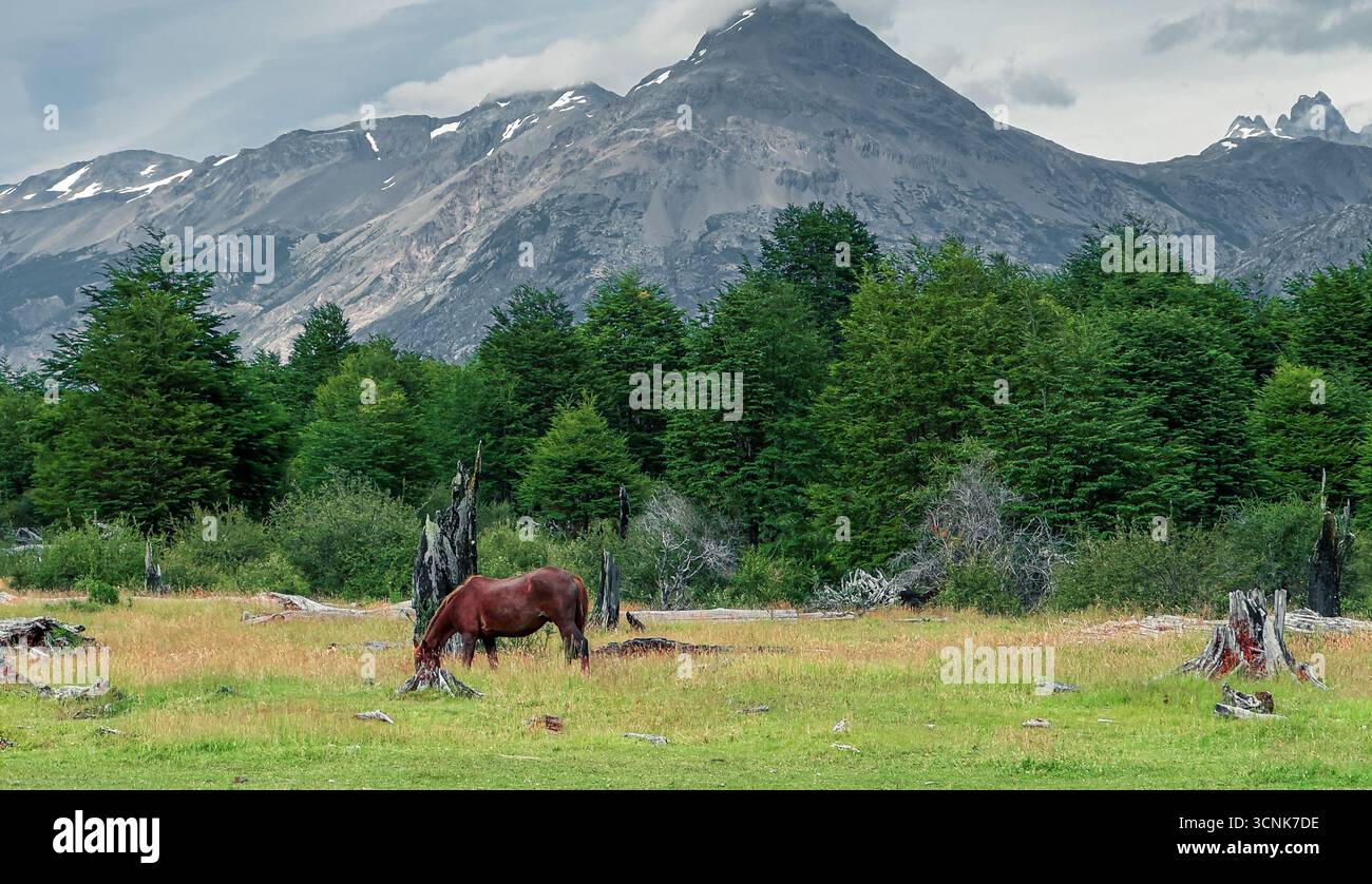 Pferde auf grünen Wiesen in den Bergen. Villa O'Higgins, Patagonia Chilena Stockfoto