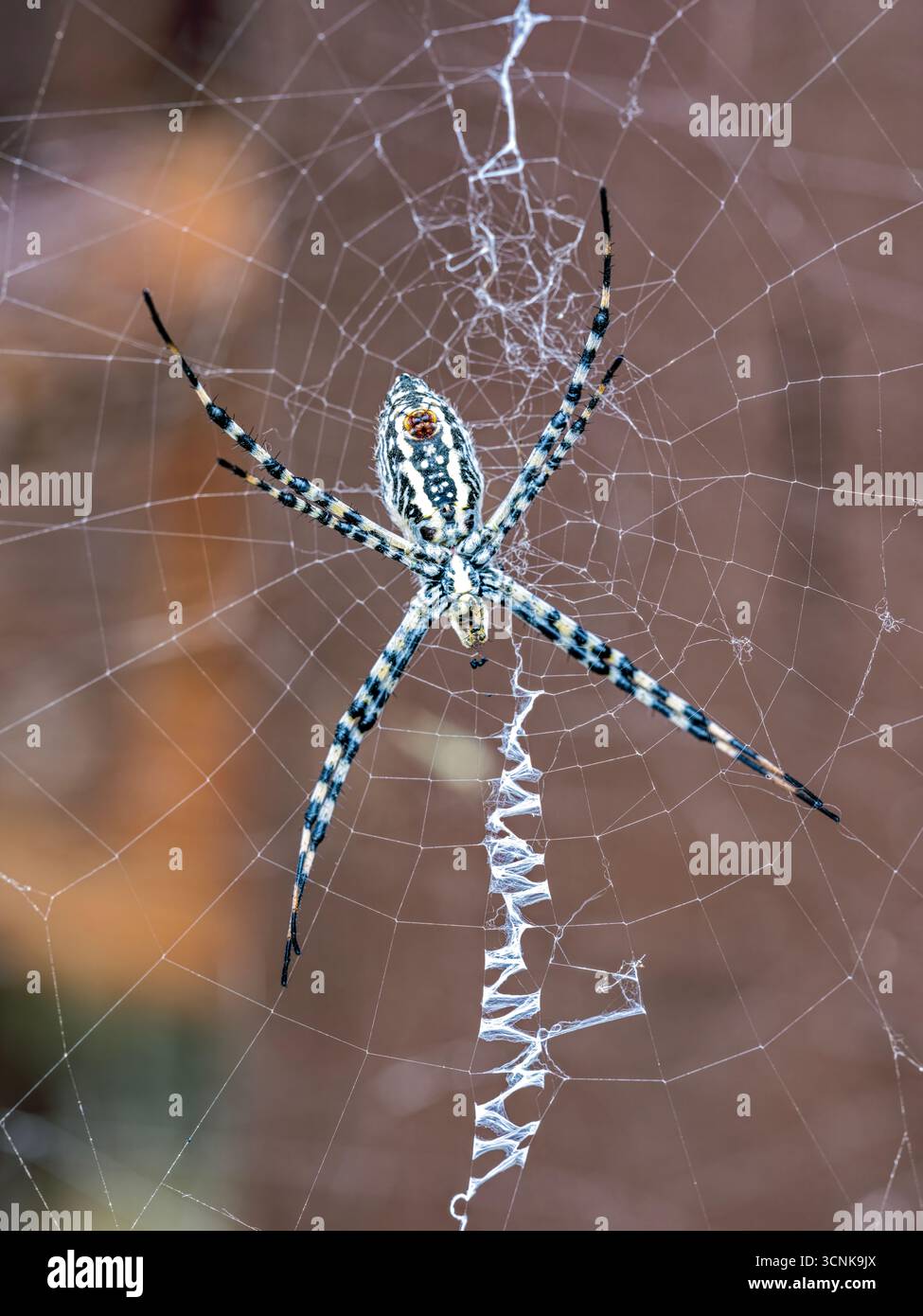 Eine weibliche Argiopenspinne im Netz bei einem Holzzaun Stockfoto