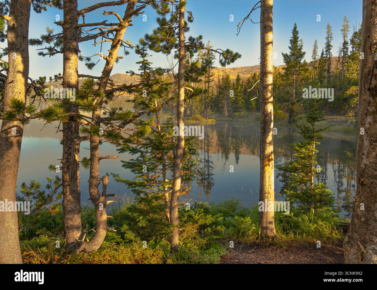 Sylvan Lake mit Reflexion im Yellowstone National Park zeigt Kiefern- und Espenbäume mit Bergen in der Ferne an einem klaren Tag am frühen Morgen. Stockfoto