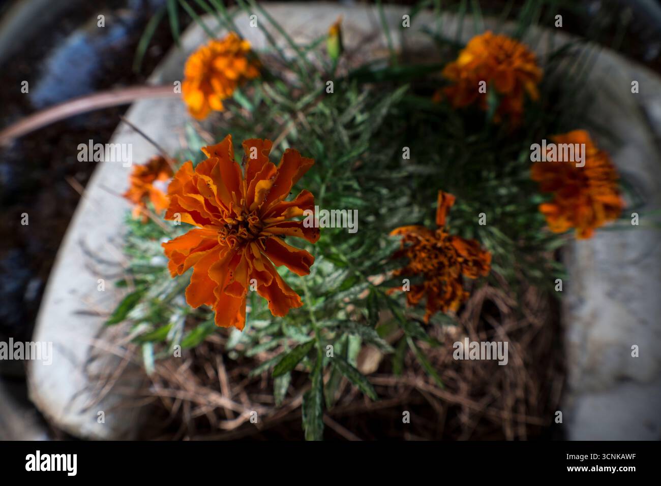 Varias Tagetes erecta, clavelón de la India o cempasúchil, flor naranja anual ornamental usada en jardines y festividades, specialmente en México Stockfoto