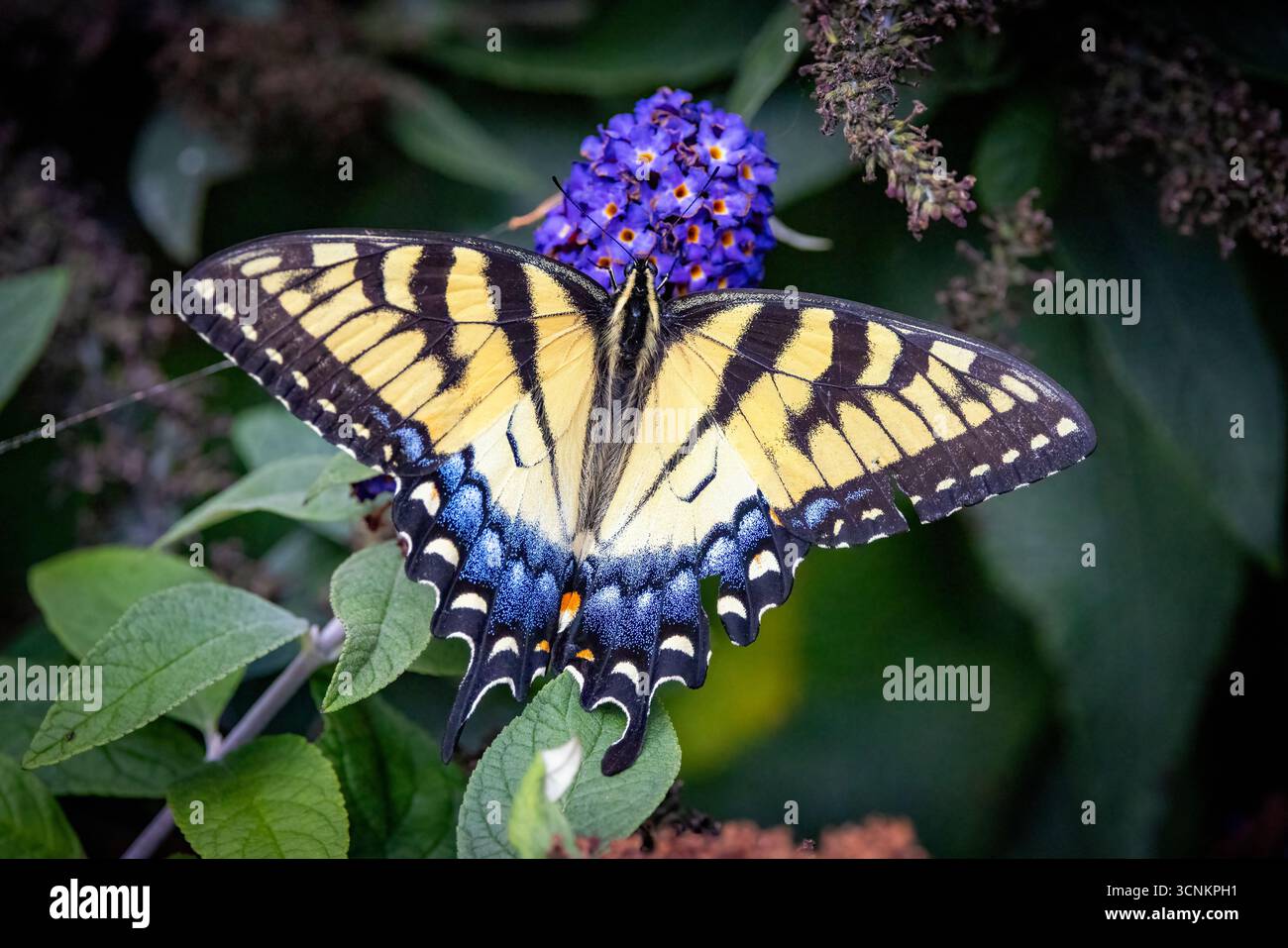 Eastern Tiger Swallowtail (Papilio glaucus) weiblich - Flat Rock, North Carolina, USA Stockfoto