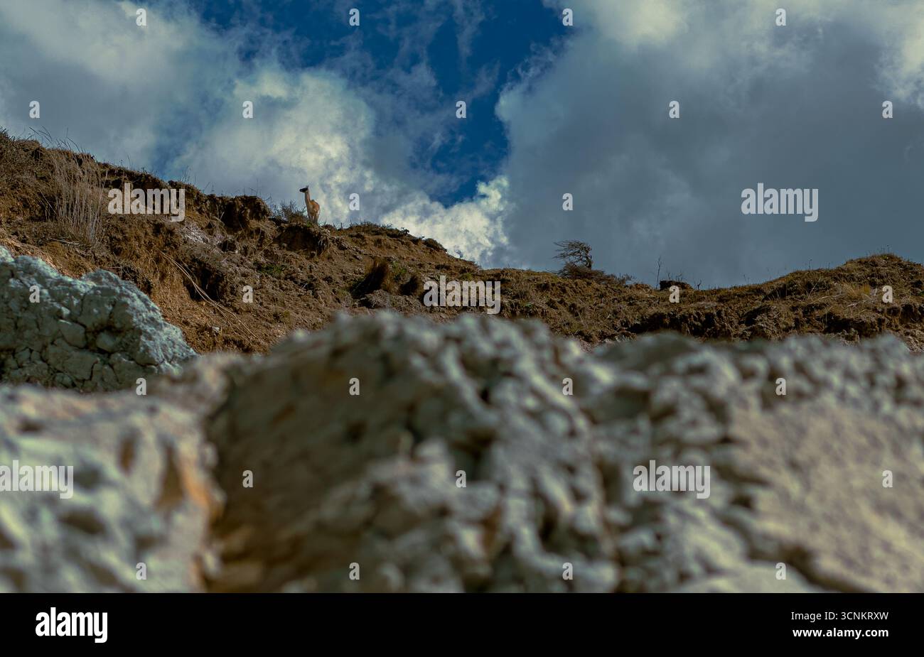 Guanaco beobachtet von der Spitze einer Klippe Stockfoto