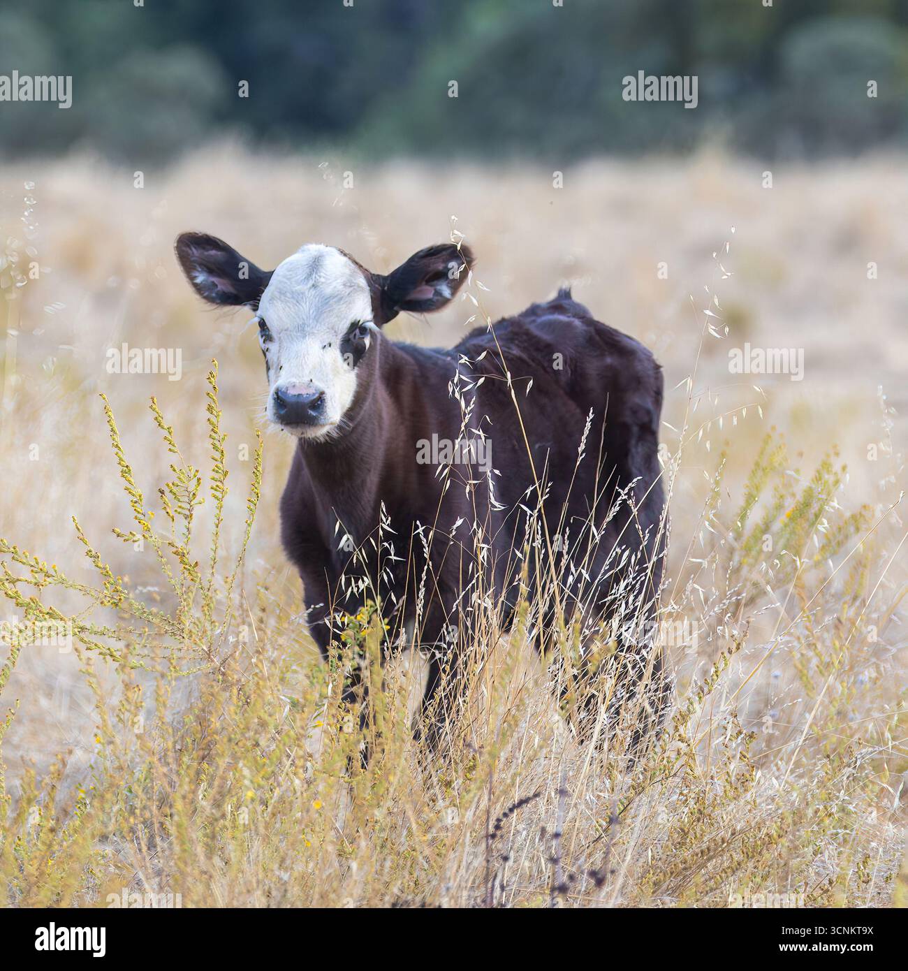 Kalbkuh mit Fliegen auf dem Feld. Sunol Regional Wilderness, Alameda County, Kalifornien. Stockfoto