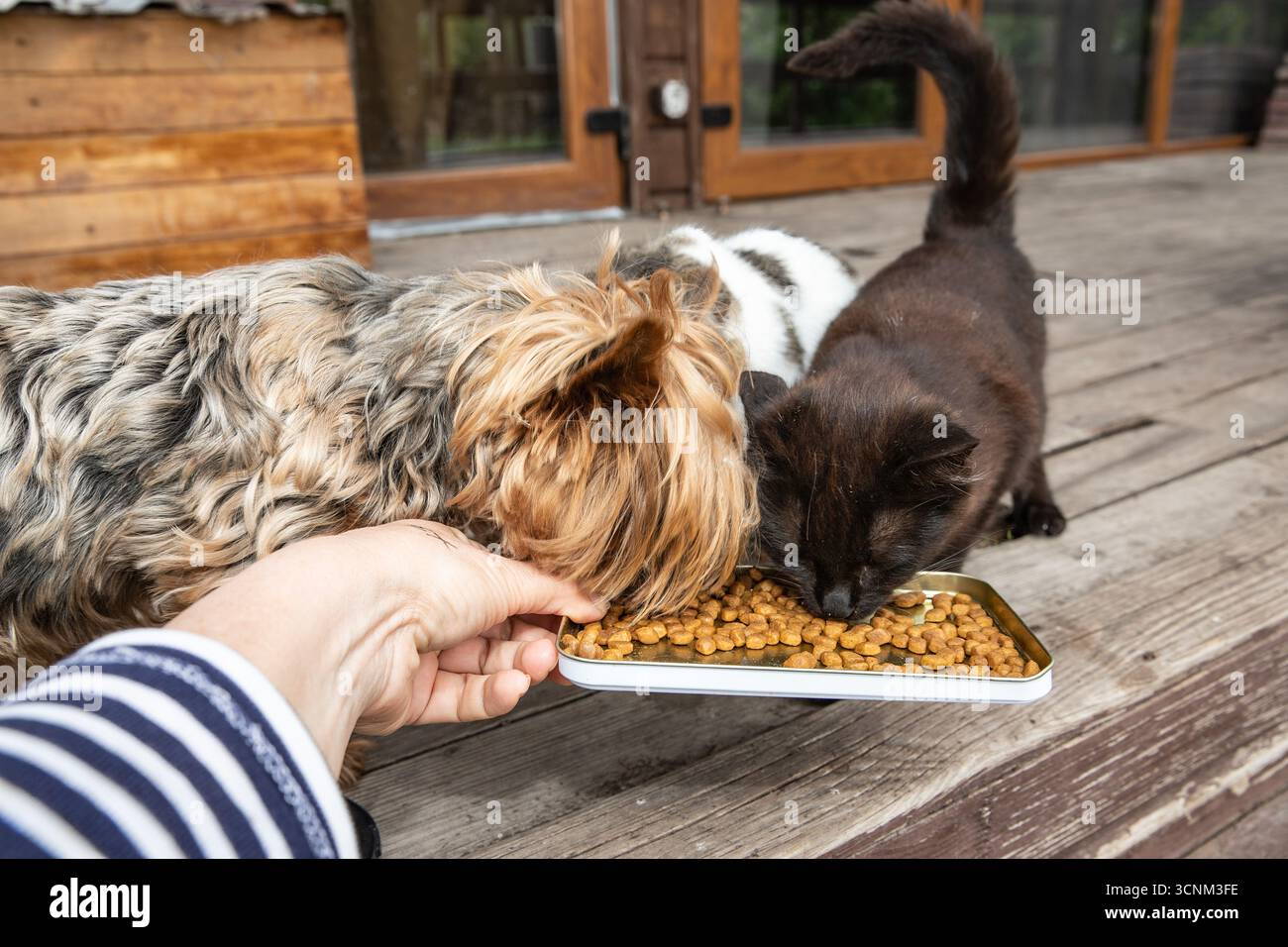 Nahaufnahme von Hund und zwei Katzen, die Trockenfutter zusammen aus einer Metallschale essen, die von Menschenhand auf einer Holzterrasse gehalten wird. Konzept der Tierpflege, Tierliebe, fe Stockfoto