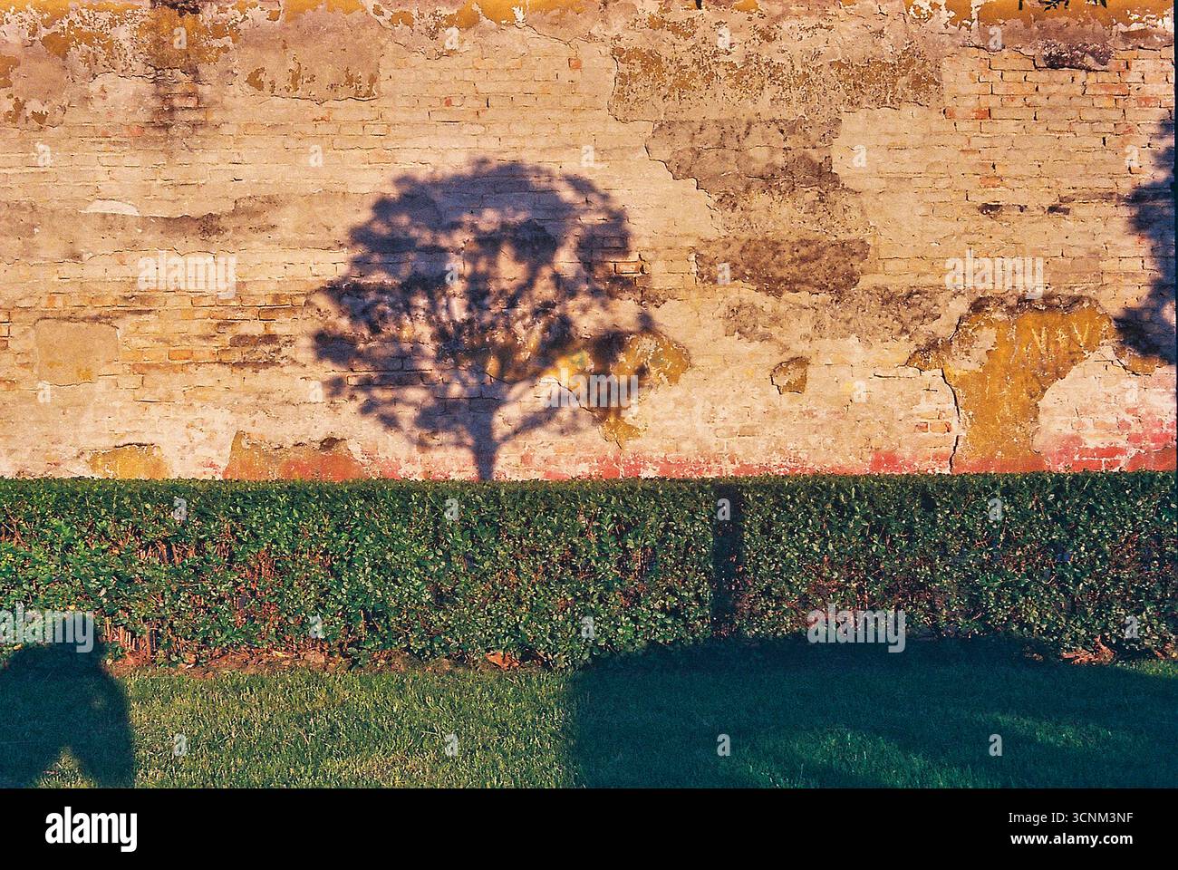 Analoges Foto einer verfallenden Wand mit Schatten von Bäumen, die bei Sonnenuntergang darüber geworfen werden. Warmes, nostalgisches Licht und Texturen schaffen eine ruhige, emotionale Atmosphäre Stockfoto