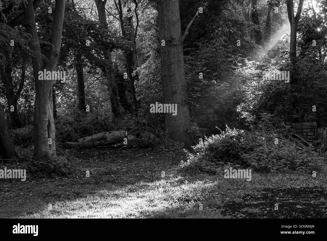 In der Spinney mit der aufgehenden Sonne, die Lichtschächte in Abington Park, Northampton, wirft. Stockfoto