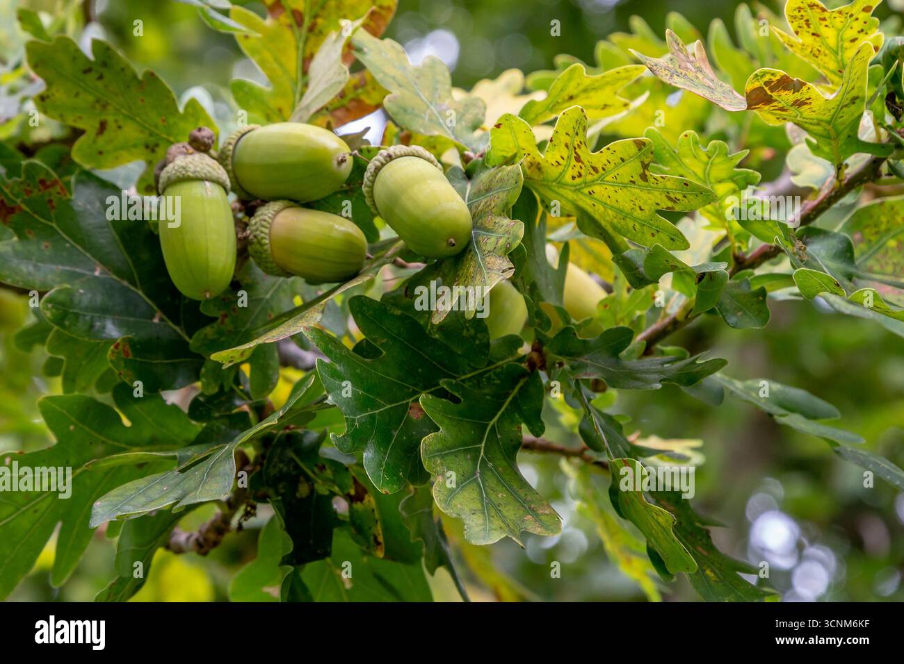 Eicheln auf einer gemeinen Eiche - Quercus robur, Abington Park, Northampton, Englalnd, Großbritannien. Stockfoto