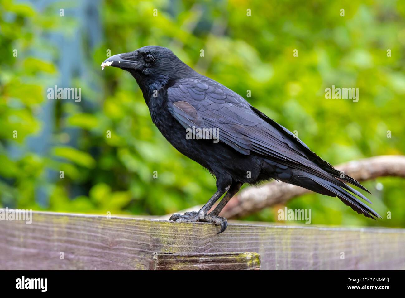 Aason Crow, Corvus Corone. Auf einer Bank im Garten. Northampton, England, Großbritannien. Stockfoto